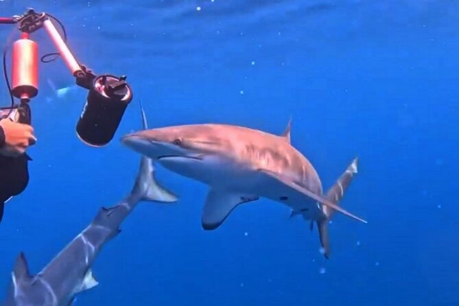 Shark Guided Diving Los Cabos - Why the guide’s job matters when sharks show up