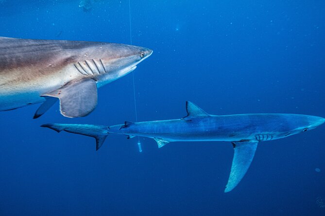 Shark Guided Diving Los Cabos - What you’re paying for: $209.46 and drinks included