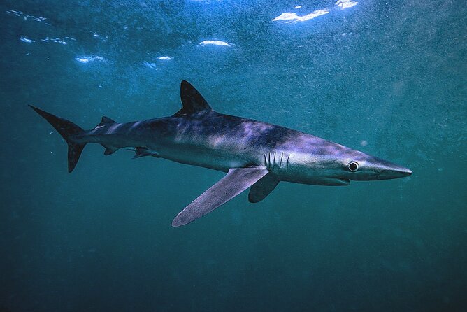 Shark Guided Diving Los Cabos - Who this shark encounter fits best in Cabo