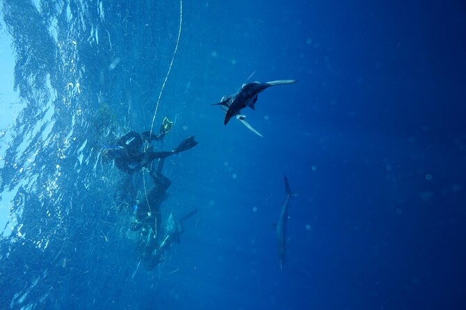 Shark Guided Diving Los Cabos - Safety, weather, and what to do before you go