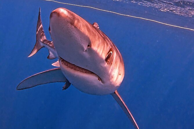 Shark Guided Diving Los Cabos - Should you book this shark encounter in Los Cabos?