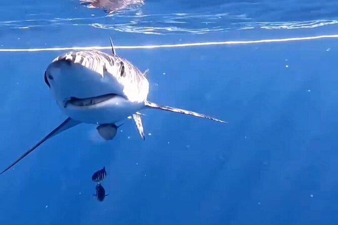 Shark Guided Diving Los Cabos - Where you meet at Finisterra Marina and how the start works