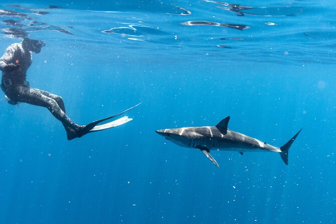 Shark Safari in San Jose del Cabo - Meeting Dip Expeditions at La Playita for a clean start
