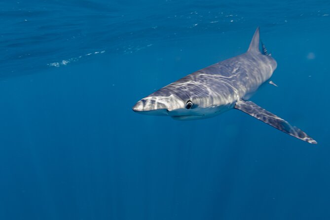 Shark Safari in San Jose del Cabo - Out on the water: how the shark encounter actually feels