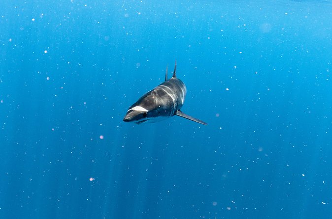 Shark Safari in San Jose del Cabo - Lunch, water, and the small comforts that keep the day easy