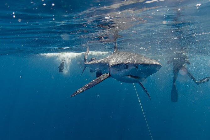 Shark Safari in San Jose del Cabo - Conservation isn’t a poster, it is part of the routine