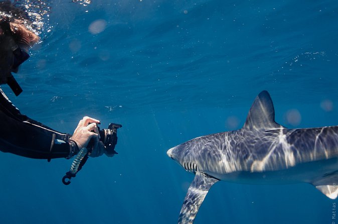 Shark Safari in San Jose del Cabo - Who should book this Shark Safari, and who might pass