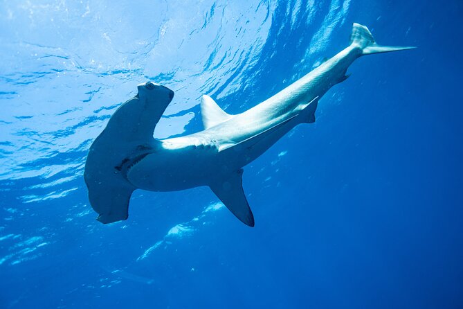 Shark Safari & Snorkel Adventure in Cabo San Lucas - Cabo’s morning route: El Arco and the coast views that set the mood