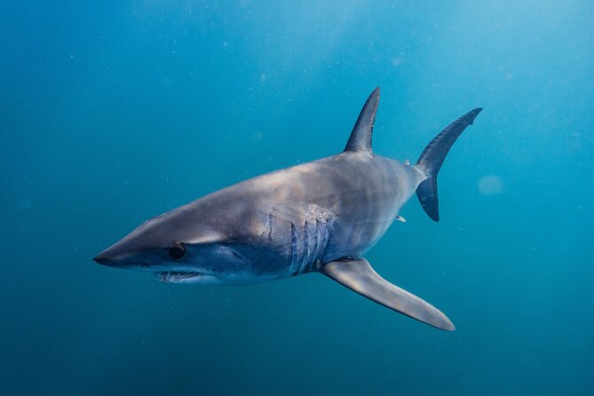Shark Safari & Snorkel Adventure in Cabo San Lucas - What you might see, and how seasonal timing helps