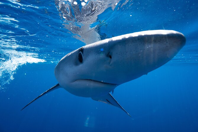 Shark Safari & Snorkel Adventure in Cabo San Lucas - Small group energy: why group size changes the whole experience