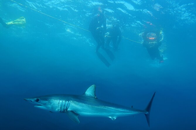 Shark Safari & Snorkel Adventure in Cabo San Lucas - How the shark safari works: chum, safety ropes, and clear rules