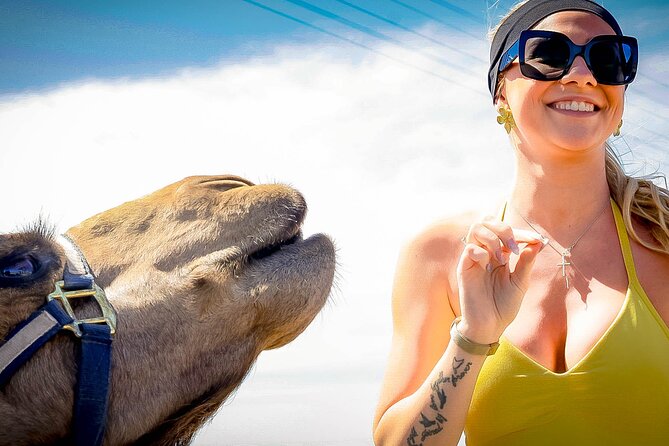 Sky Bike Free Camel Ride and Horseback Riding - Camel encounter and beach riding, with a calmer rhythm
