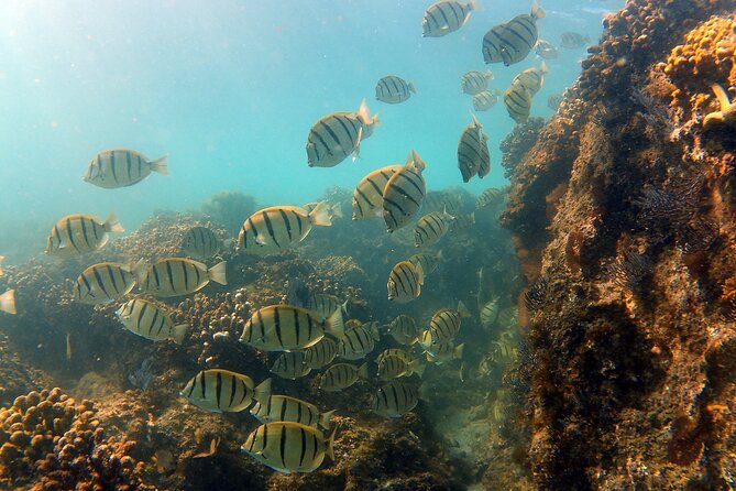 Small-Group Snorkel Adventure in San Jose del Cabo - What gear, water, and snacks get you in 3 hours