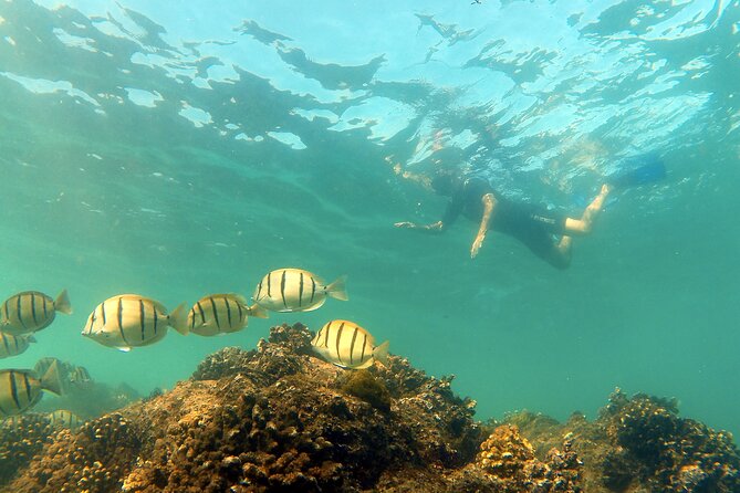 Small-Group Snorkel Adventure in San Jose del Cabo - Sea conditions can change the plan, and that’s why the boat ride varies