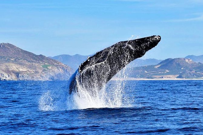 SMALL GROUP Whale Watch | Cabo San Lucas | Biologist | FREE Pics - El Arco photos, Lovers Beach passes, and Pelican Rock in the marine protected zone