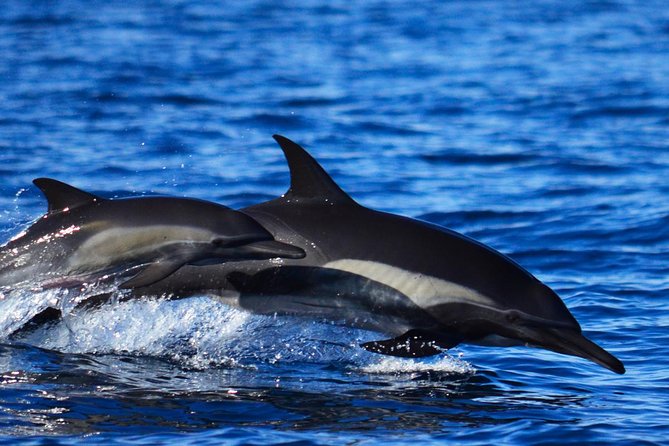 SMALL GROUP Whale Watch | Cabo San Lucas | Biologist | FREE Pics - Hearing humpbacks with a hydrophone when conditions allow