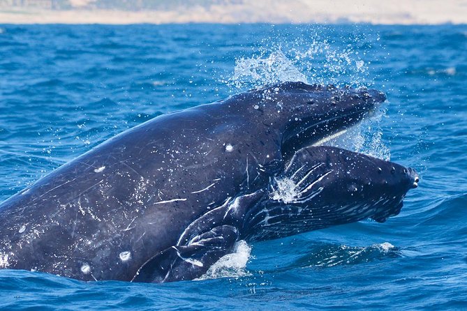 SMALL GROUP Whale Watch | Cabo San Lucas | Biologist | FREE Pics - Free onboard photos, no-plastic water, and what to pack
