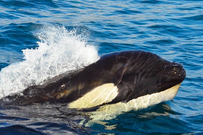 SMALL GROUP Whale Watch | Cabo San Lucas | Biologist | FREE Pics - Price and value: $109 for 2.5 hours plus a backup whale plan
