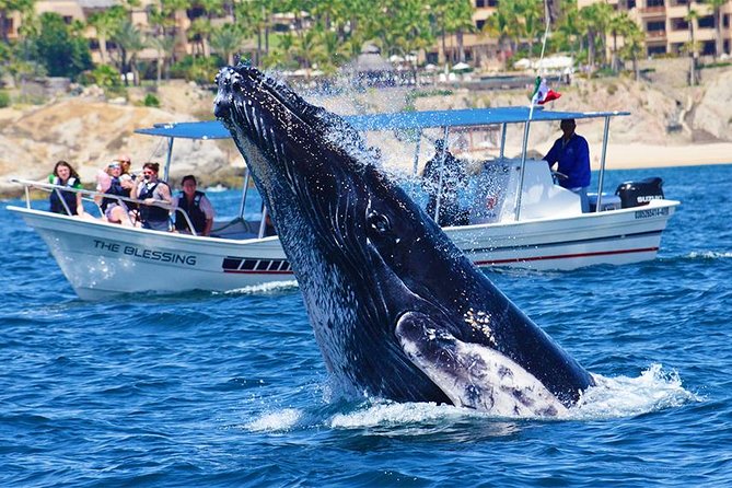 SMALL GROUP Whale Watch | Cabo San Lucas | Biologist | FREE Pics - Who should book this Cabo whale watch