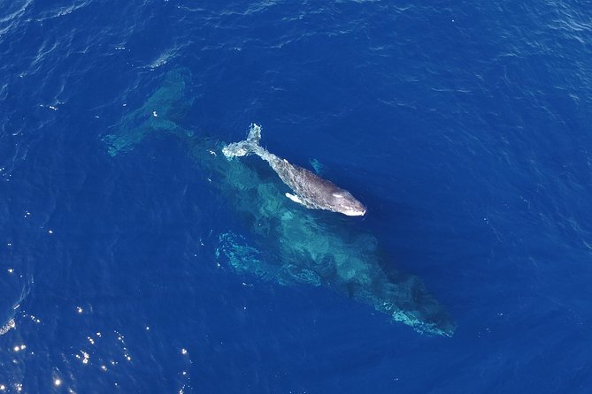 SMALL GROUP Whale Watch | Cabo San Lucas | Biologist | FREE Pics - Sea of Cortez or Pacific Ocean: where your whale hunt happens