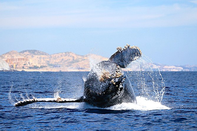 Small-Group Whale Watching Zodiac Boat Cruise in Cabo San Lucas - Why a Zodiac Whale Trip Works in Cabo