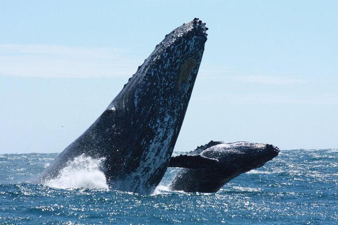 Small-Group Whale Watching Zodiac Boat Cruise in Cabo San Lucas - Meeting at Cabo Marina, and why early matters