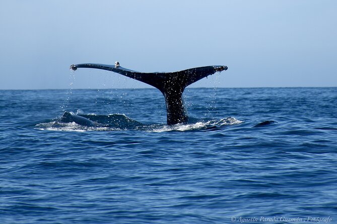 Small-Group Whale Watching Zodiac Boat Cruise in Cabo San Lucas - El Arco, Land’s End, and the perfect quick photo window