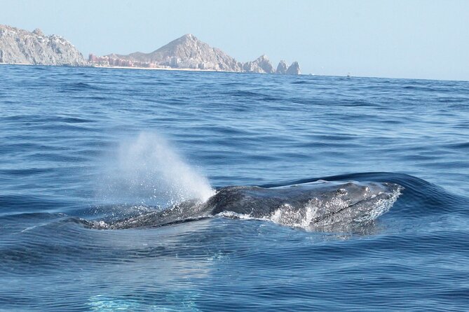 Small-Group Whale Watching Zodiac Boat Cruise in Cabo San Lucas - Marine biologist explanations, what you will actually get out of them