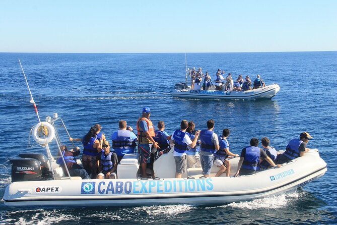 Small-Group Whale Watching Zodiac Boat Cruise in Cabo San Lucas - The zodiac ride, speed, and the one real comfort issue