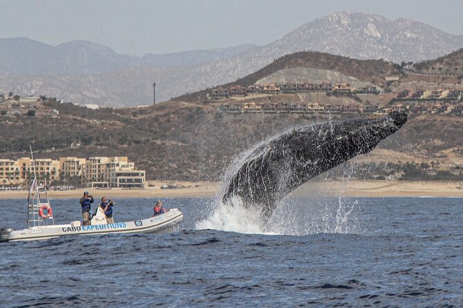 Small-Group Whale Watching Zodiac Boat Cruise in Cabo San Lucas - Small-group limits, what they mean in practice