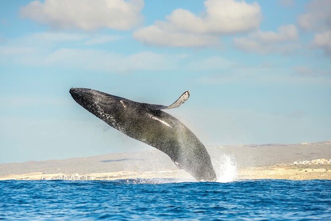 Small-Group Whale Watching Zodiac Boat Cruise in Cabo San Lucas - Price and value, $85 makes sense if you care about sightings
