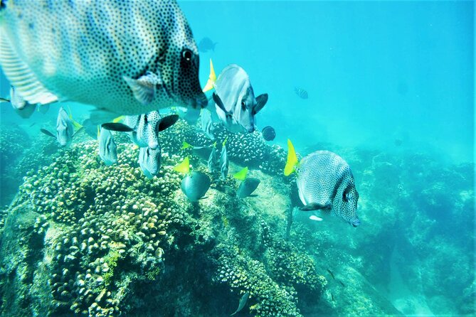 Snorkel Adventure through the Sea of Cortez - What’s included: the practical comfort package