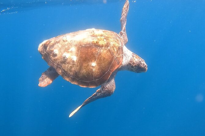 Snorkel Privately in Cabo San Lucas - Cabo Snorkeling, Without the Boat Traffic