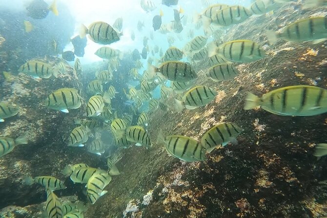 Snorkel Privately in Cabo San Lucas - Gear Included, With a Practical Setup