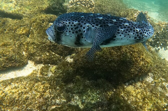 Snorkel Privately in Cabo San Lucas - Wildlife and Photo Moments: Whales, Rays, Turtles, and More
