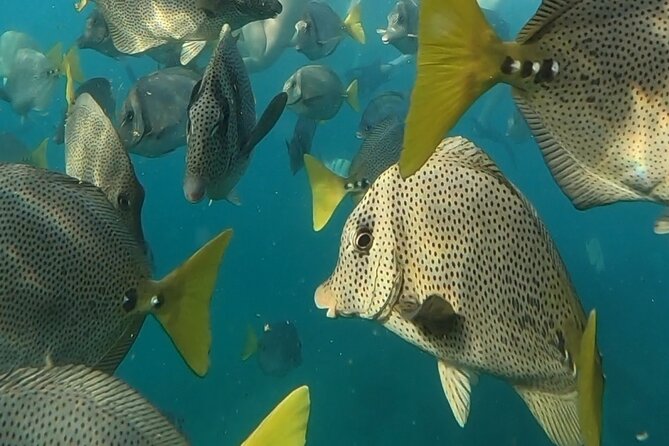 Snorkel & Sunset Sail in Cabo San Lucas - What to wear, when to arrive, and how to avoid common annoyances