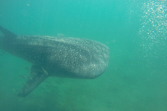 Snorkel Tour with Whale Shark in La Paz - Key highlights at a glance