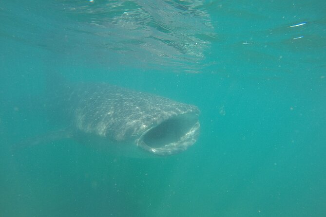 Snorkel Tour with Whale Shark in La Paz - Meeting at Muelle Fiscal and why the start time matters