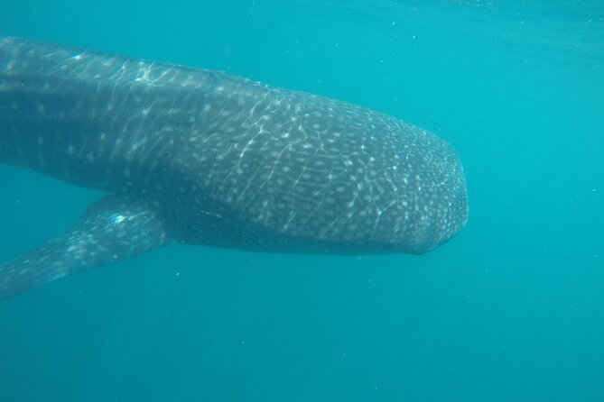 Snorkel Tour with Whale Shark in La Paz - Guide style and animal respect: the crew that makes the day work