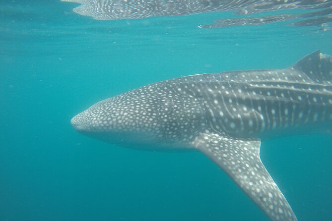 Snorkel Tour with Whale Shark in La Paz - Conditions and comfort: what can affect your swim time