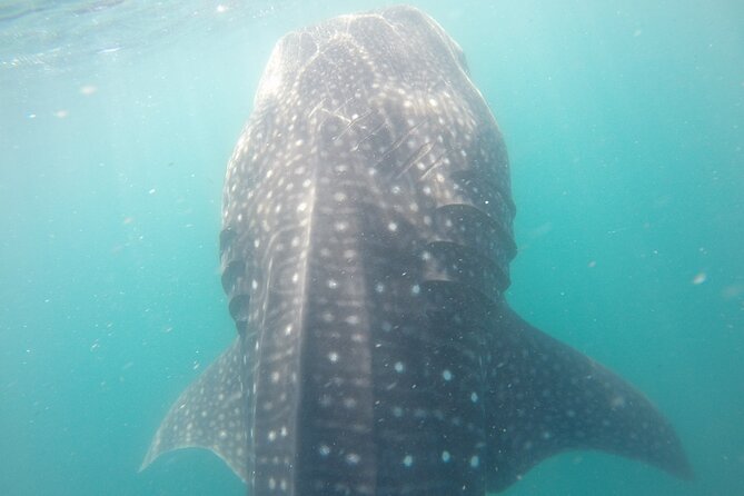 Snorkel Tour with Whale Shark in La Paz - Price and value: is $131.43 worth it?