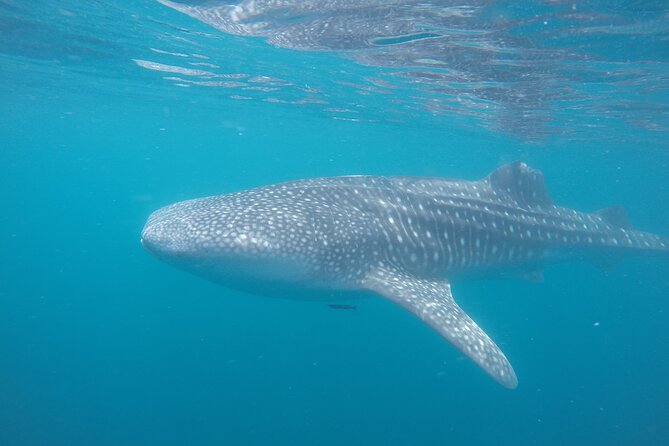 Snorkel Tour with Whale Shark in La Paz - Who this snorkel tour is best for (and who should think twice)