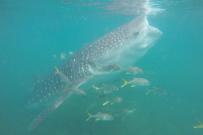 Snorkel Tour with Whale Shark in La Paz - Finding whale sharks: mogote dunes, limited time, and smart searching