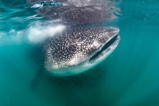 Snorkel with Whale Sharks in La Paz - Key Highlights You’ll Actually Feel on the Day