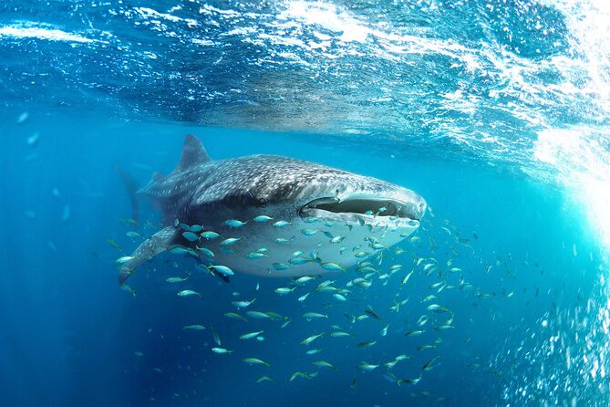 Snorkel with Whale Sharks in La Paz - Whale Sharks at El Mogote: Why This Season Matters