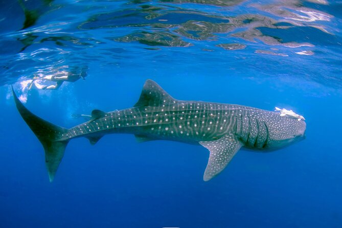 Snorkel with Whale Sharks in La Paz - The 3-Hour Rhythm: From Entry to Back on Land