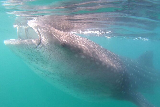 Snorkel with Whale Sharks in La Paz - Price and Value: Is $131.42 Worth It?