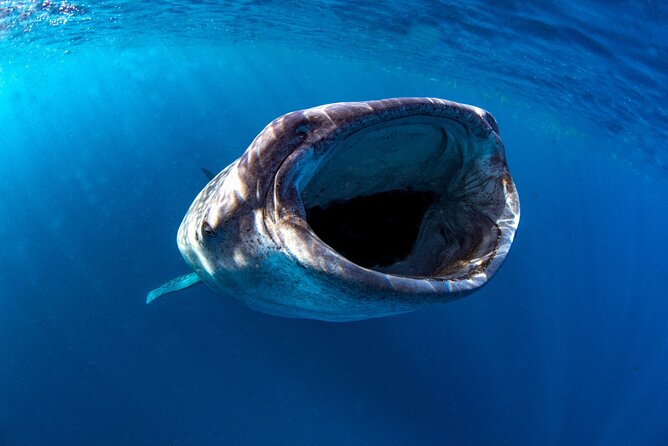 Snorkel with Whale Sharks in La Paz - Who Should Book This Whale Shark Snorkel (and Who Might Not)