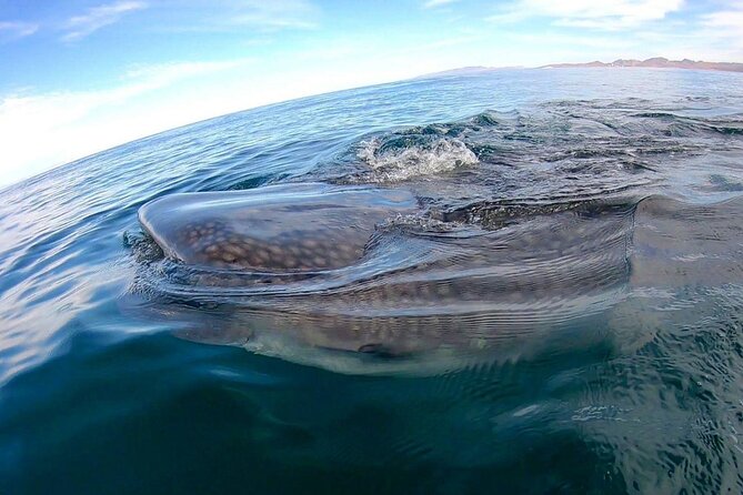 Snorkel with Whale Sharks in La Paz - Practical Tips for a Smooth, Low-Stress Snorkel Morning