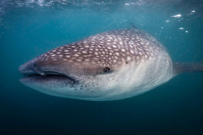Snorkel with Whale Sharks in La Paz - Should You Book This Whale Shark Snorkel in La Paz?